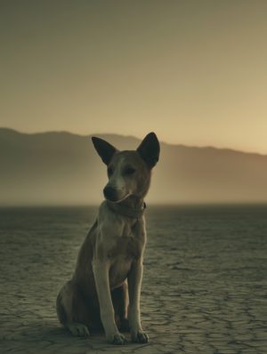 Artwork 'Desert Doggie' is printed on Hahnemühle Baryta FineArt paper and comes in a wooden handmade frame. From the series 'Echoes from Tomorrow'. ©All rights reserved Rein-Willem Gloudemans